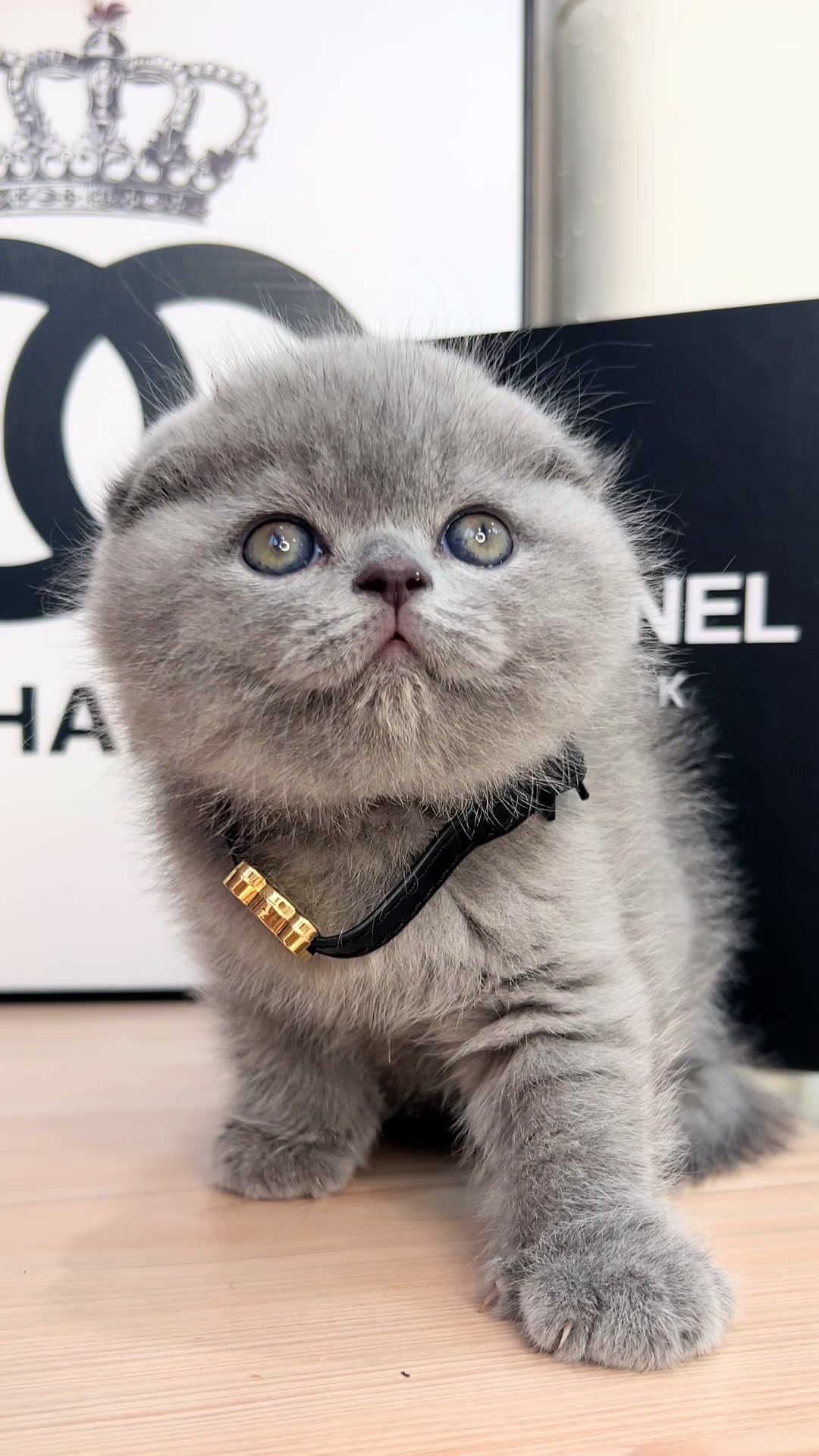 @kittens_uz