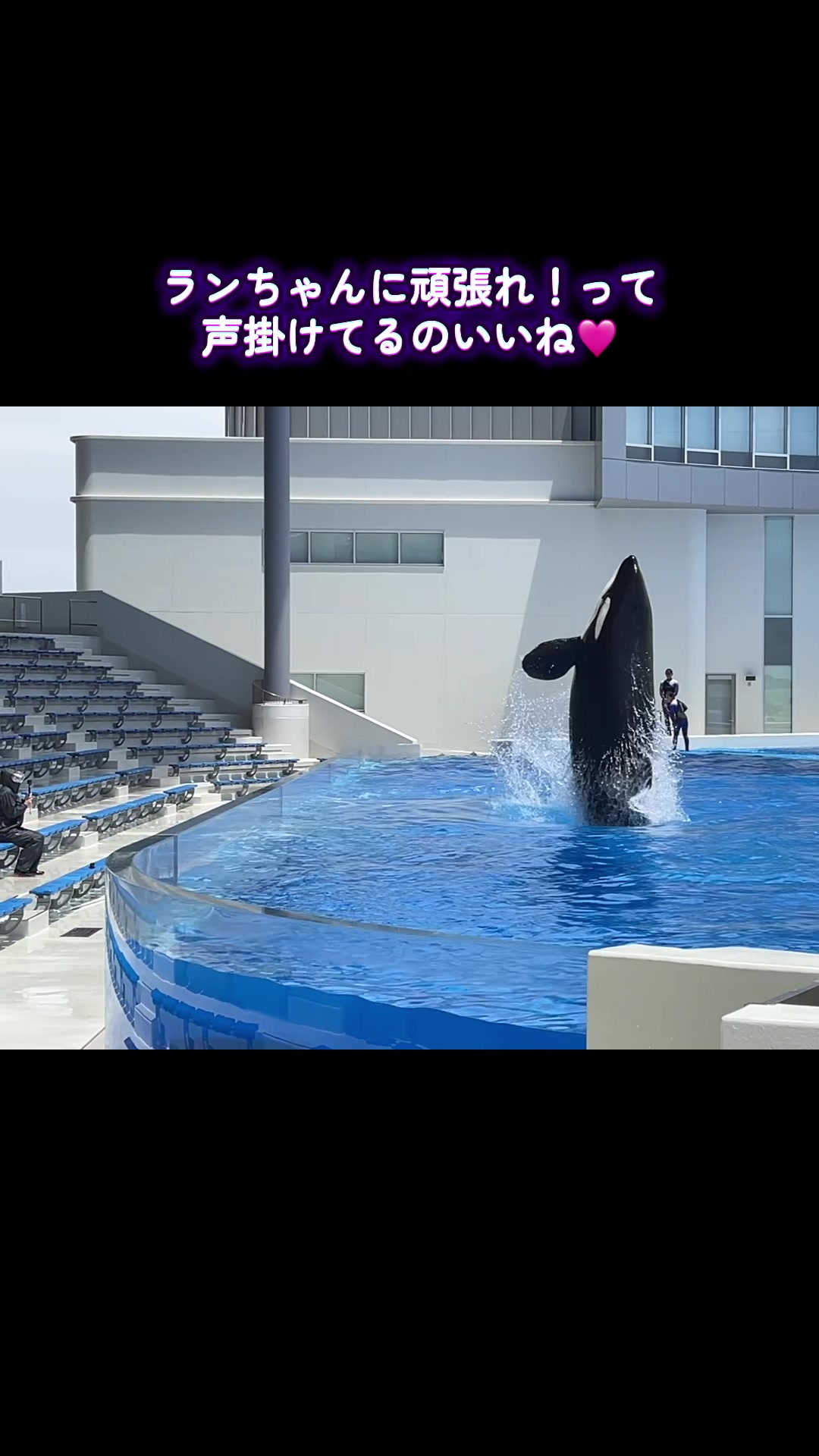 @️🫍シャチが癒し️🌈️️🫧