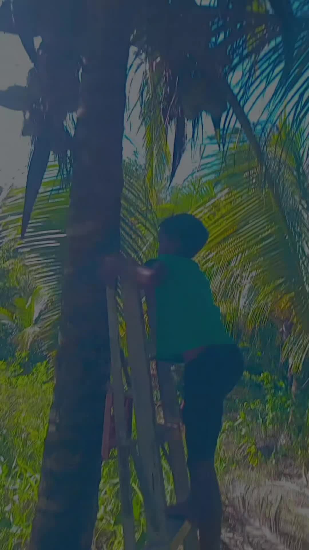 @Young Tiger Cold Coconuts🥥🌴