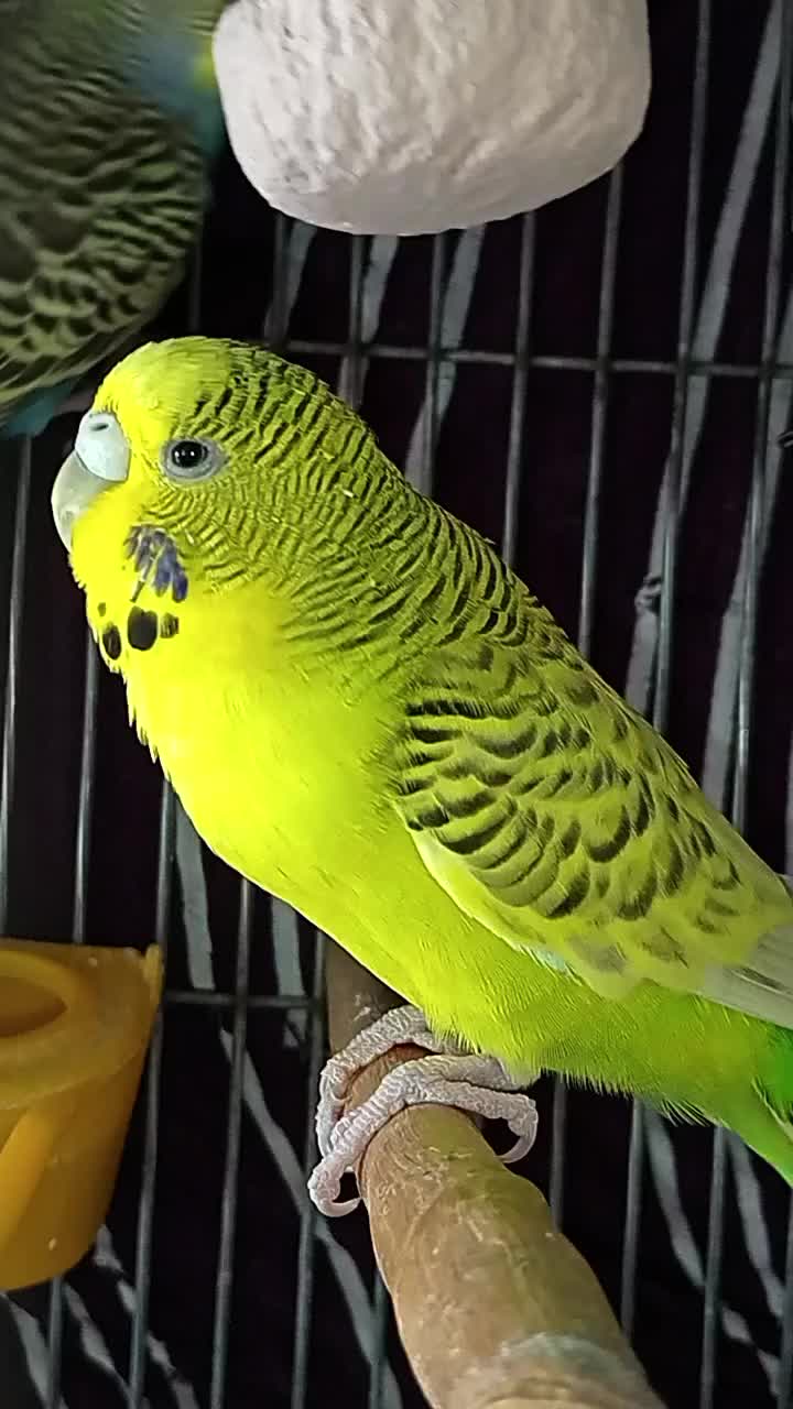 @AviarioRey45🇲🇽