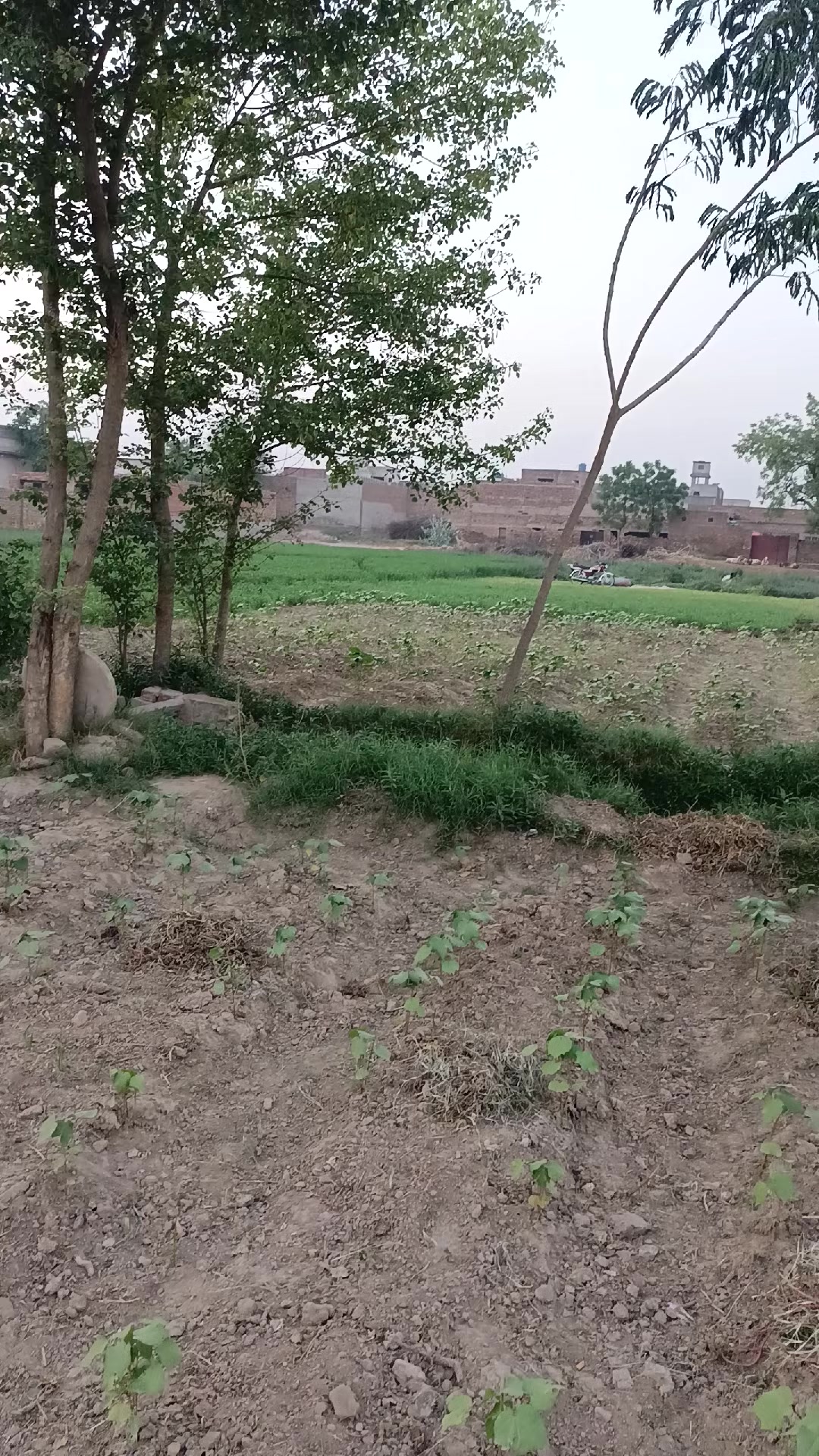 @Mr.Tori.Farming (pathologist)
