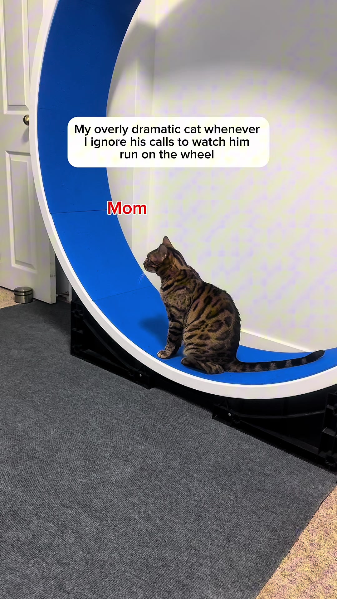 @Three Nawty Cats