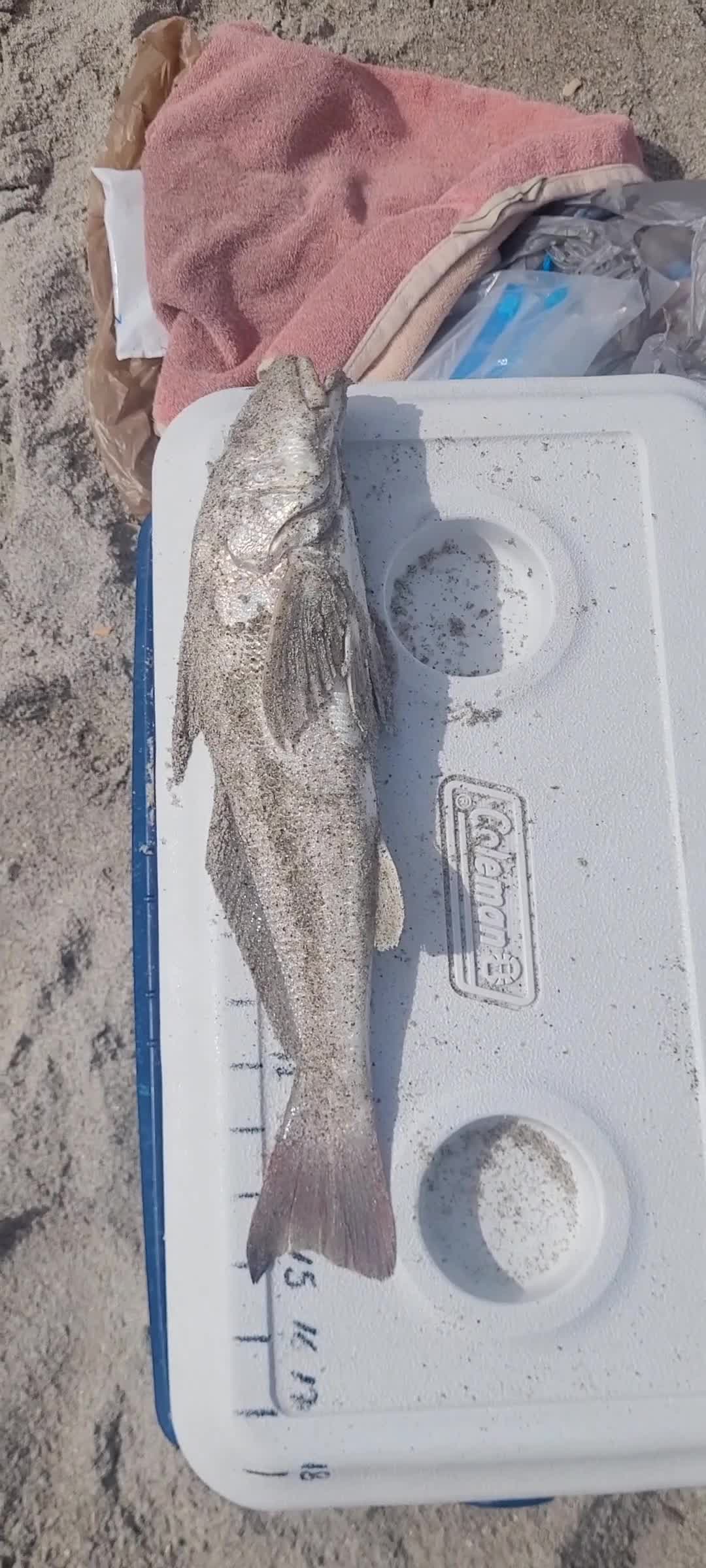 @Ghost of Space Coast Fishing