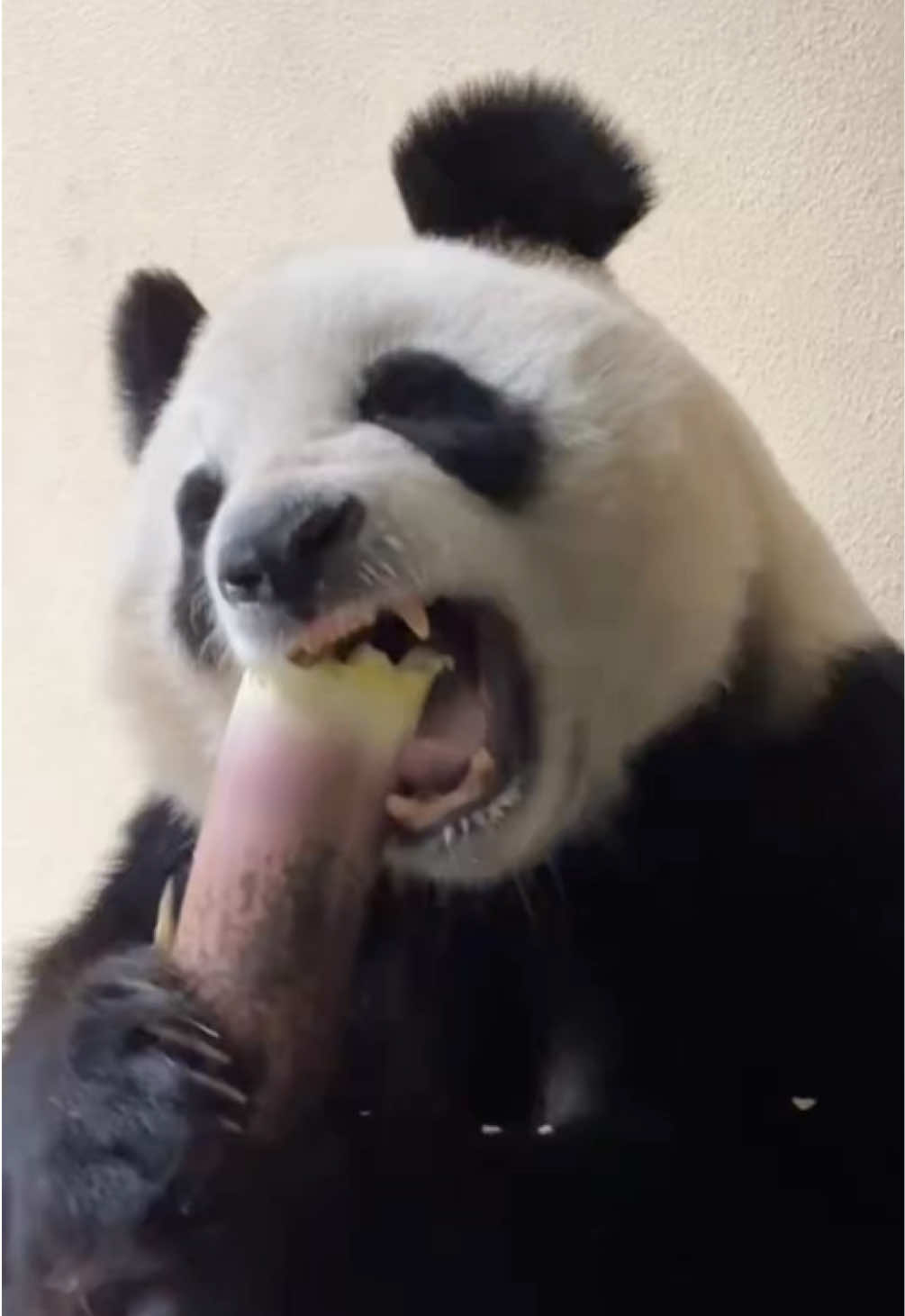 @Cute Animals 🐼