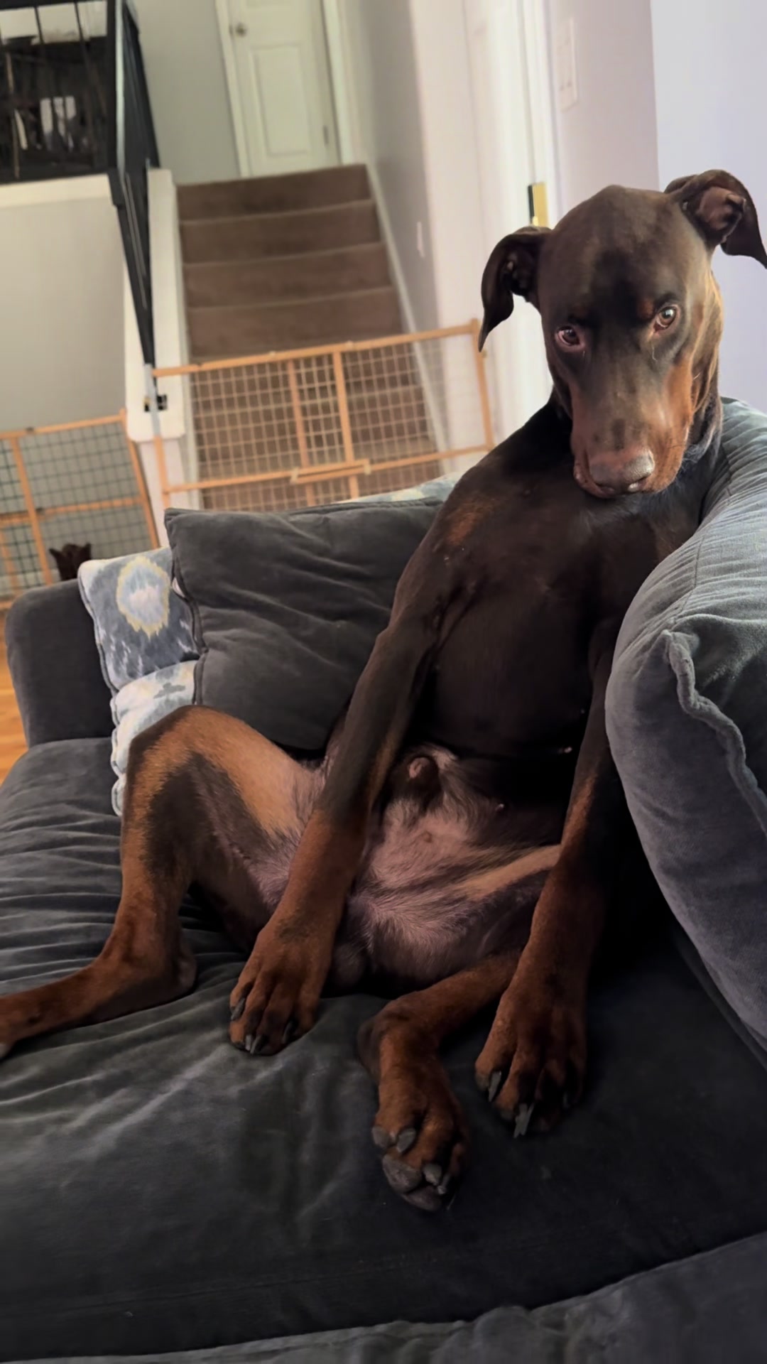 @Bosch the Dobie