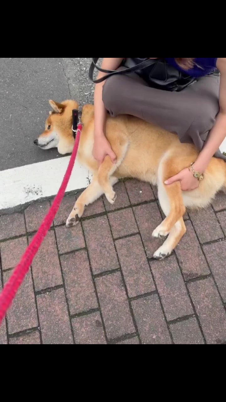 @柴犬むーちゃん