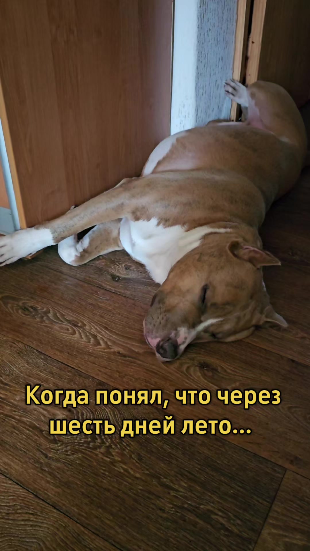@Pitbul Fred