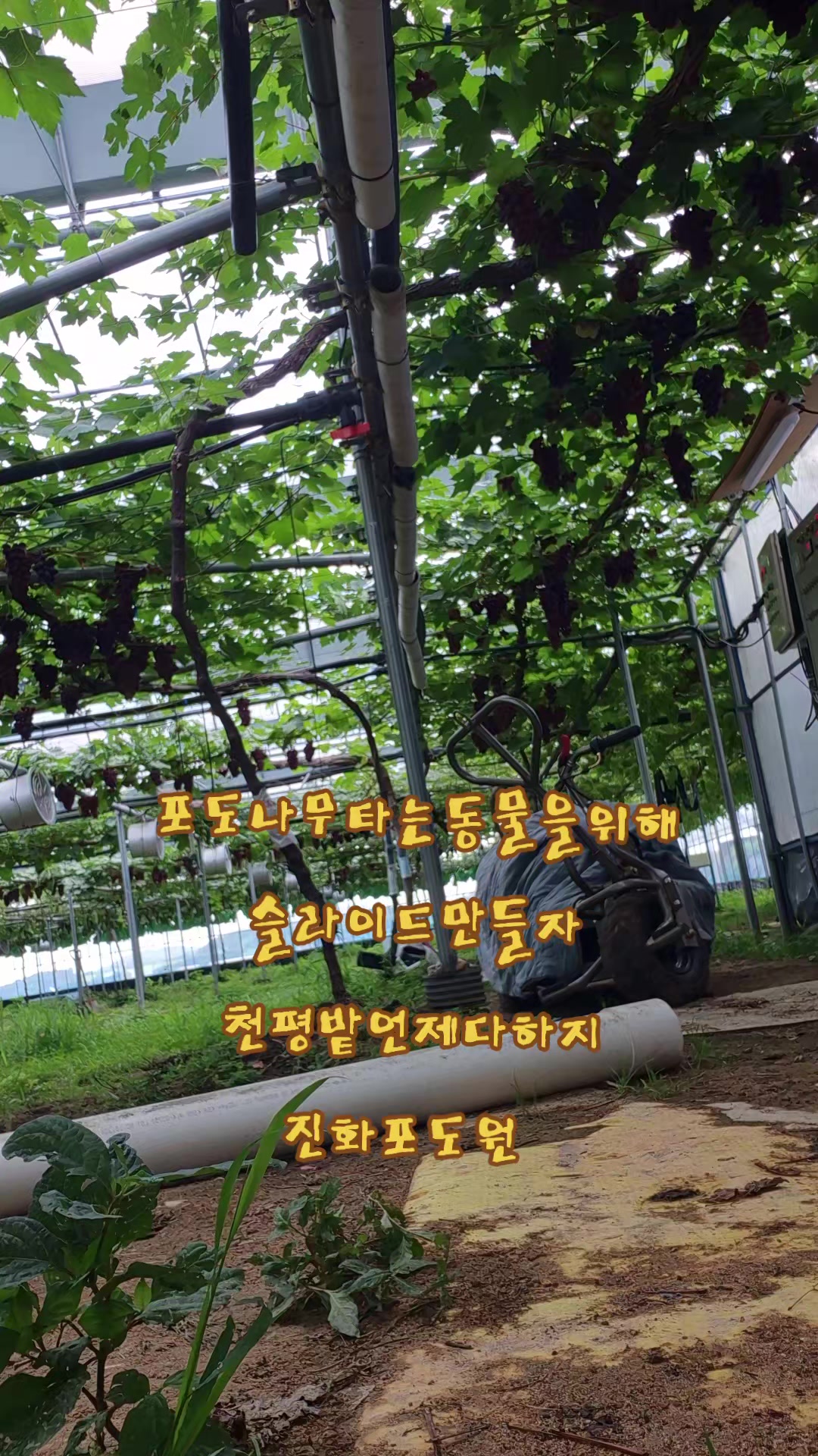 @진화포도원