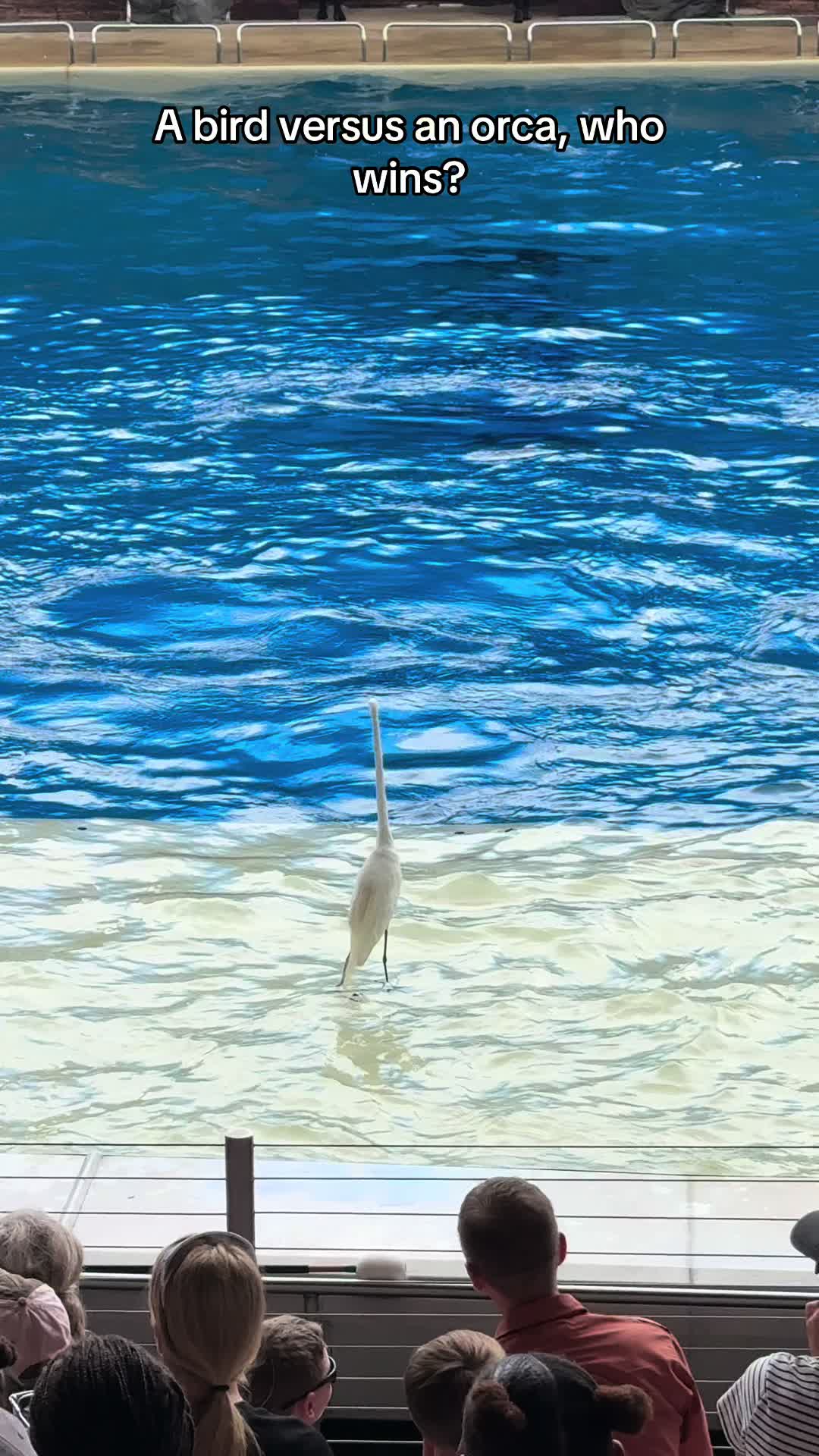 @OlivierSeaworld