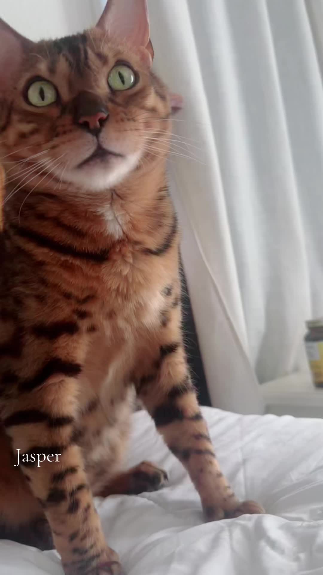 @Jasper🐆Bella🐆Safari🐆