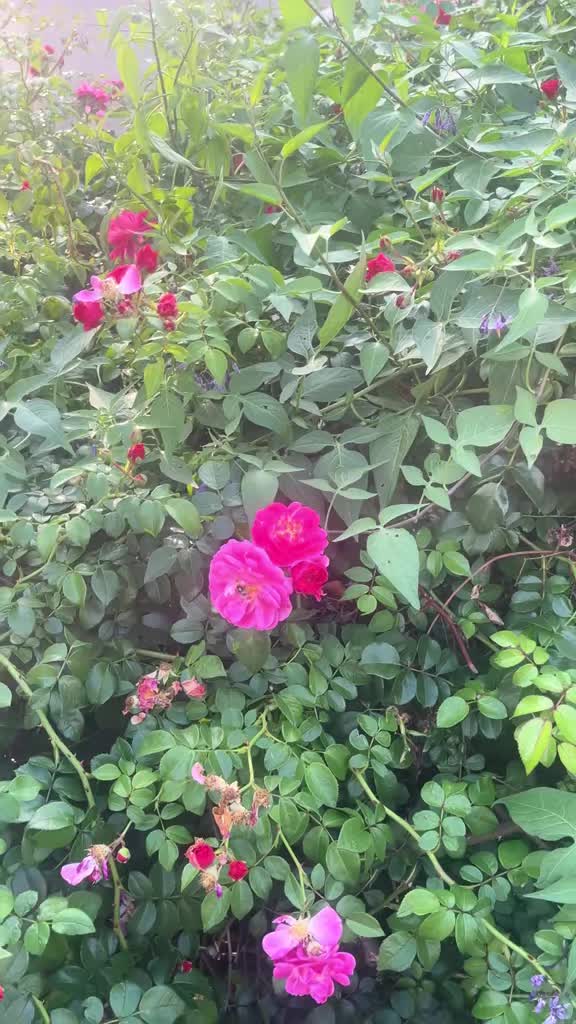 @🌹G&uuml;lo G&uuml;l🌹