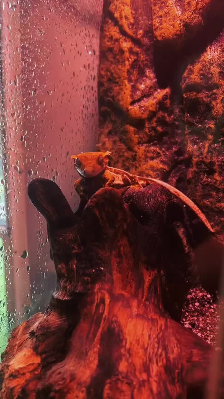 @Mystic.Morphs