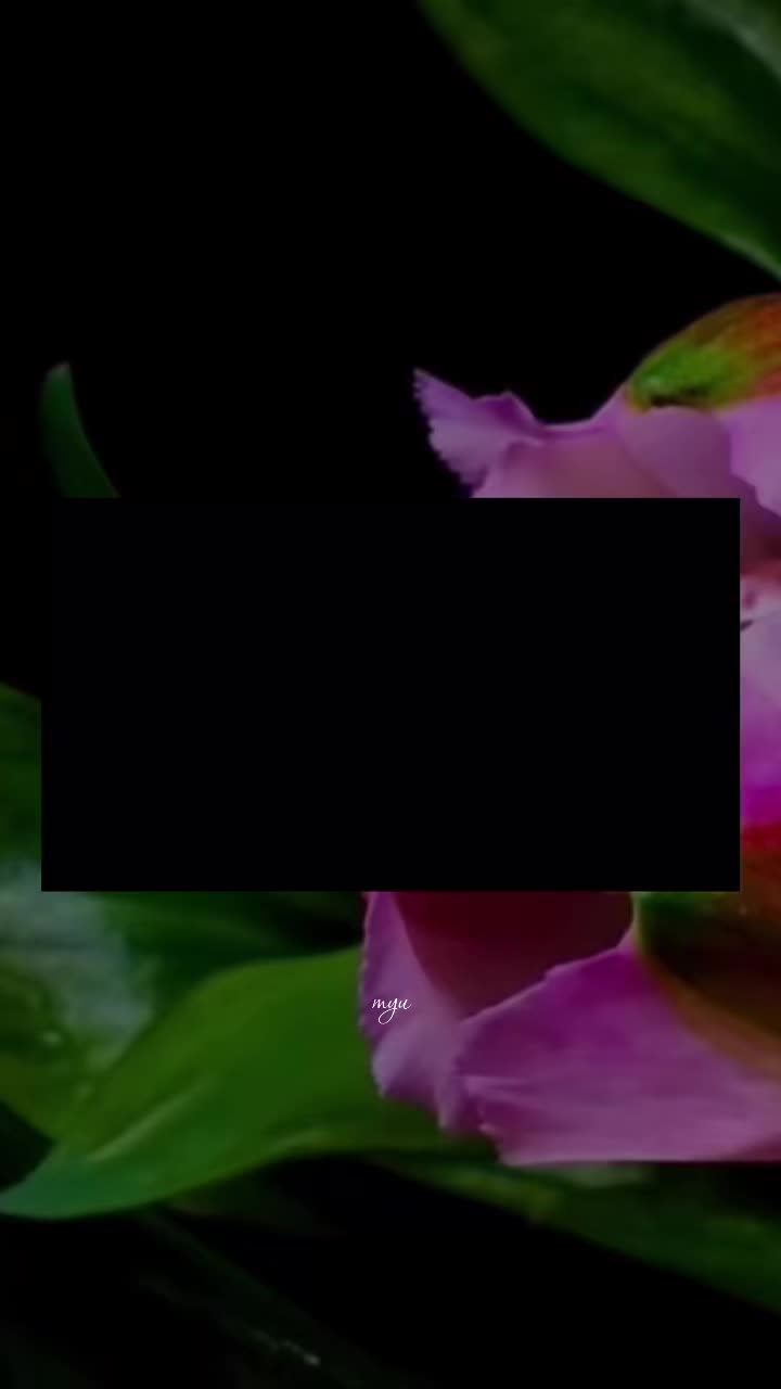 @𝙩𝙖𝙧𝙤༄ 𓇼