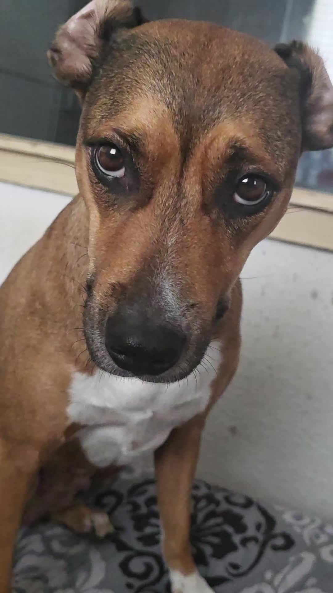 @Staffordshiremix Geschwister🐾