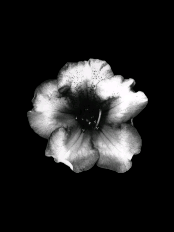 @𝐒𝐓𝐀𝐑'𝐒