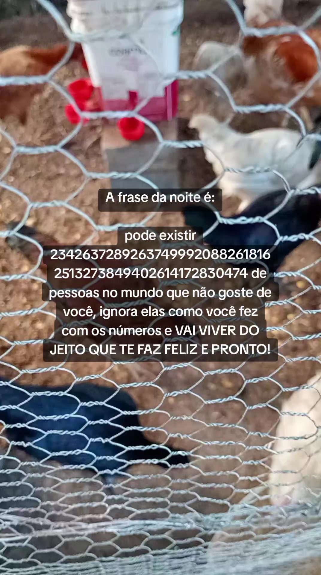 @Criatório Fênix 🐦🔥