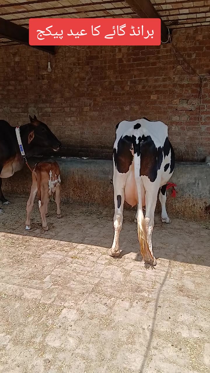 @Farming and Business Ideas