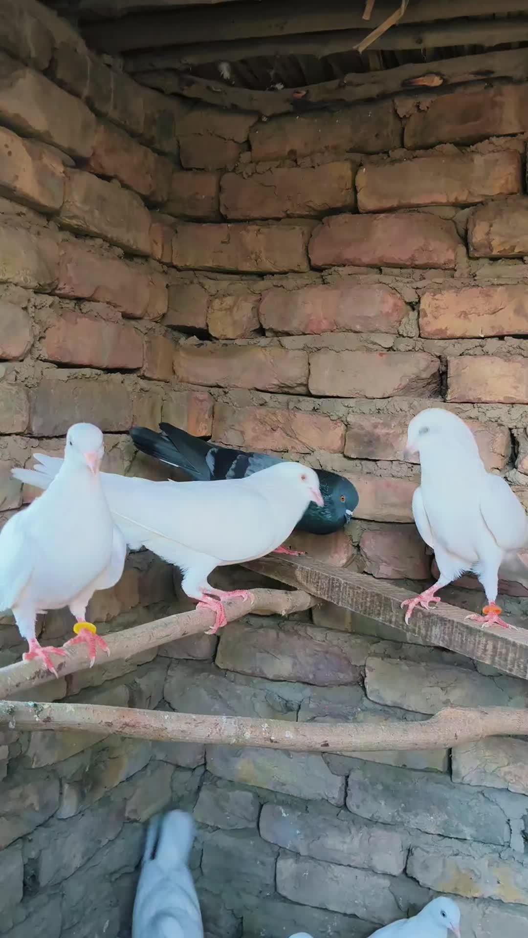 @Ali Halo189