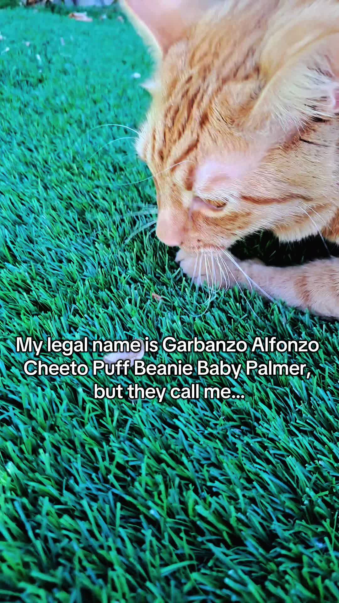 @Garbanzo The Bean
