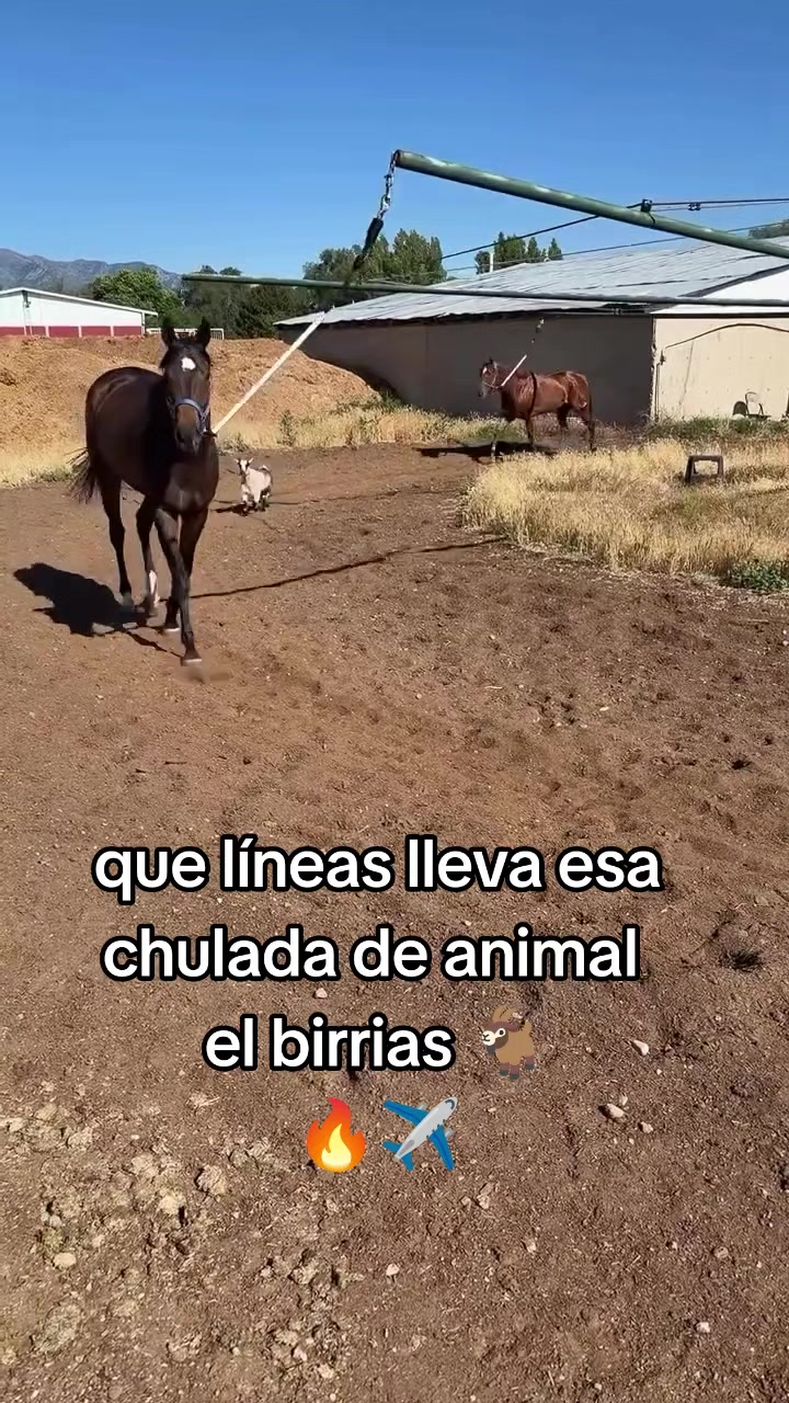 @carriles altos de jalisco🐎