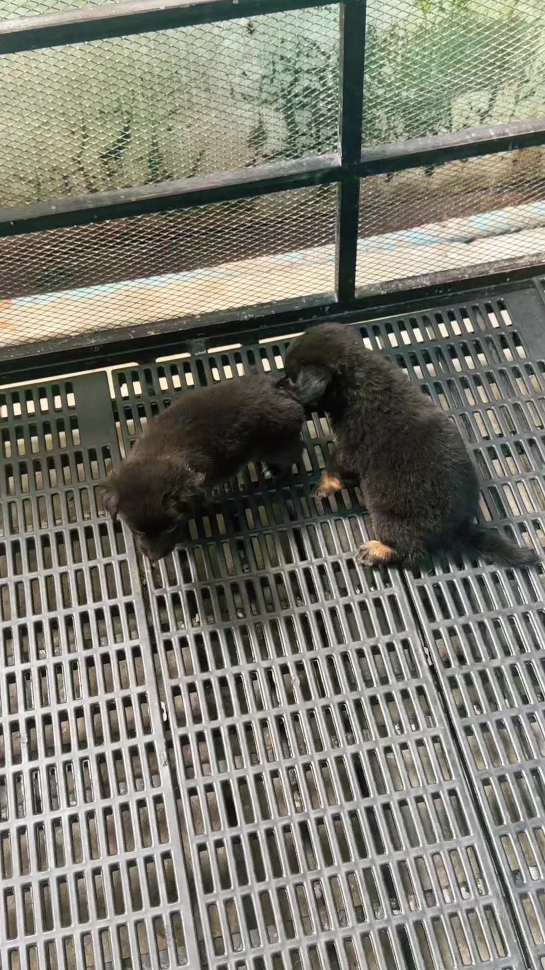 @Sky Pet Shop MDY 2