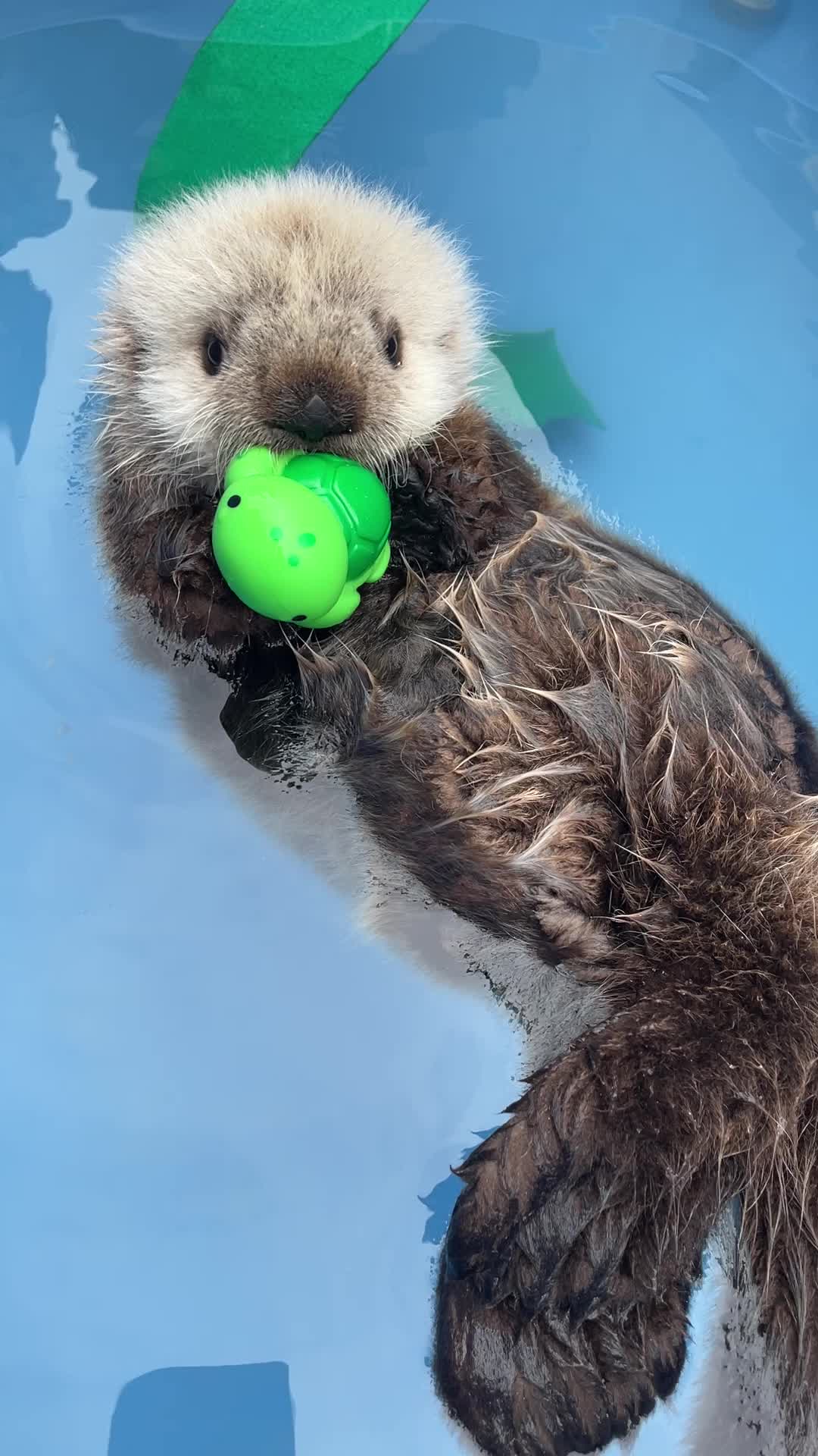 @Marine Mammal Rescue Society