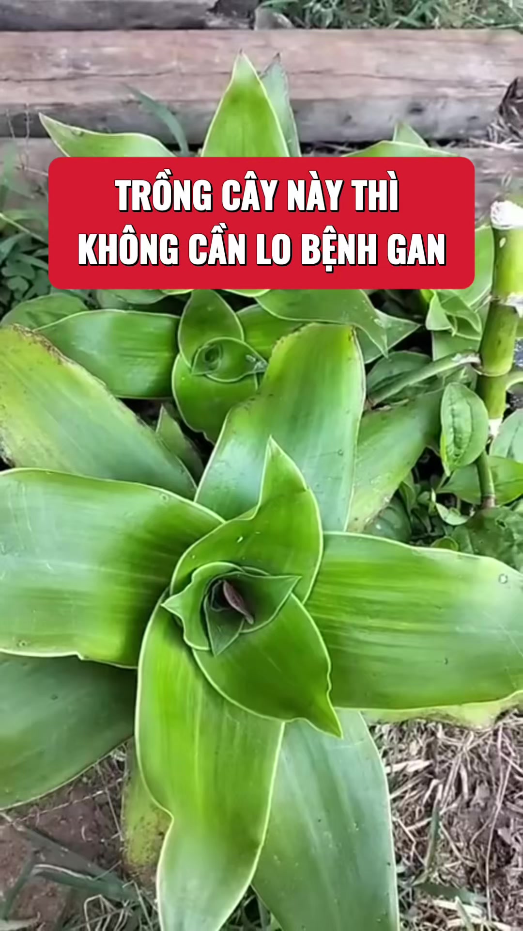 @suckhoevang98