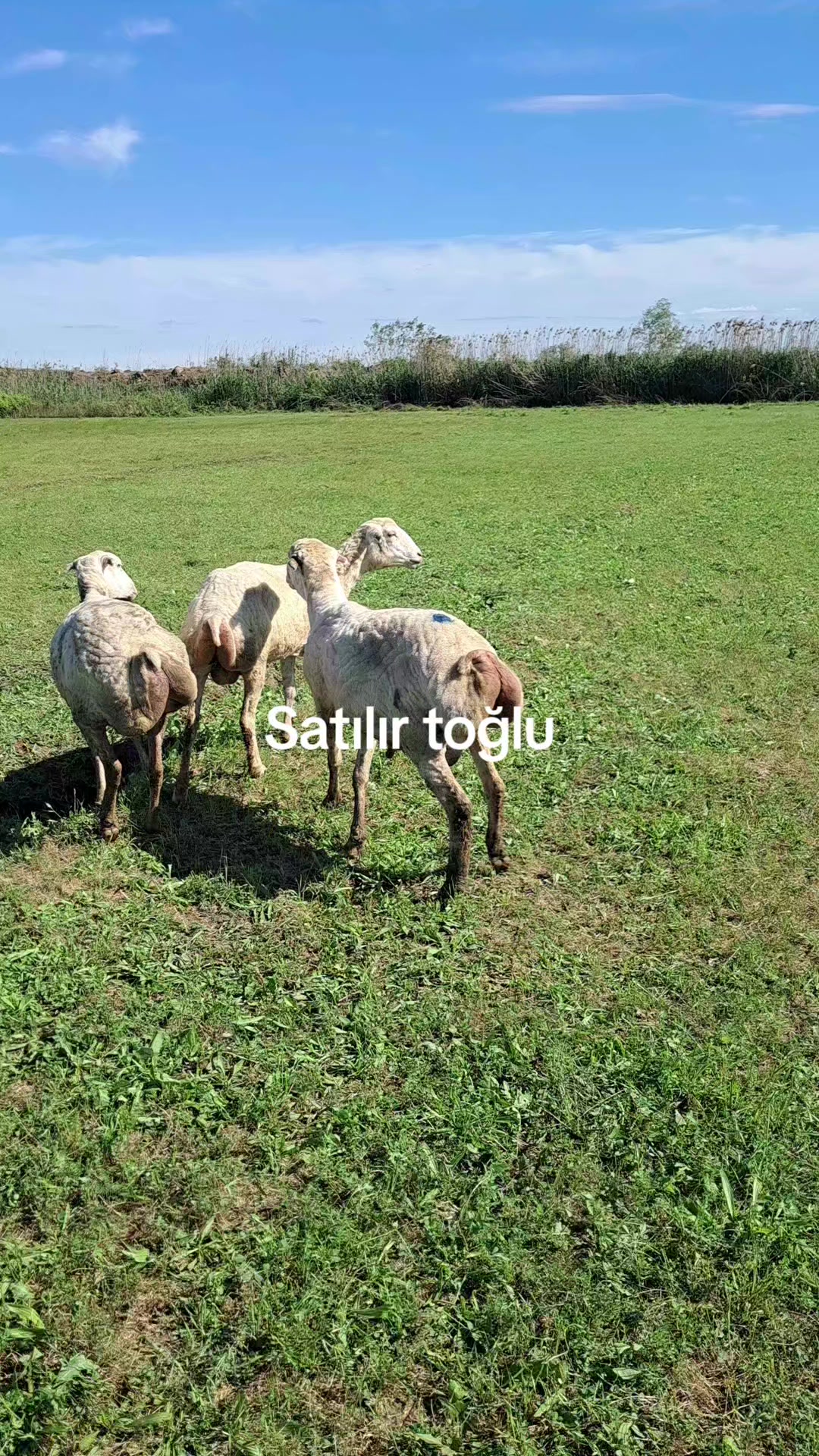 @Elgün02