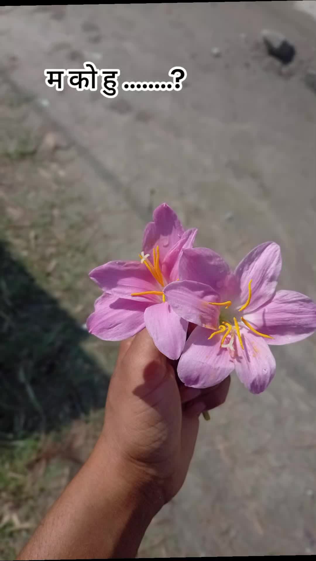 @babe boss 🌺☘️🌿