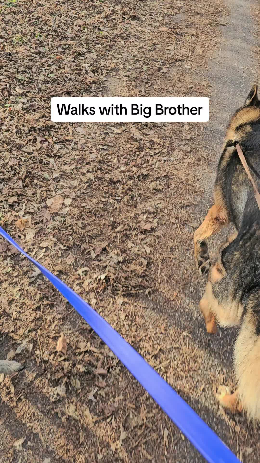 @K9 REECON & K9 GRITT