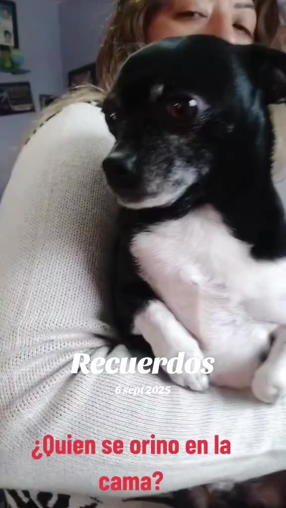@luiselpollo95