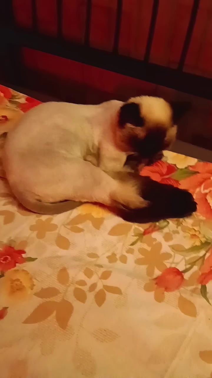 @Cat lover
