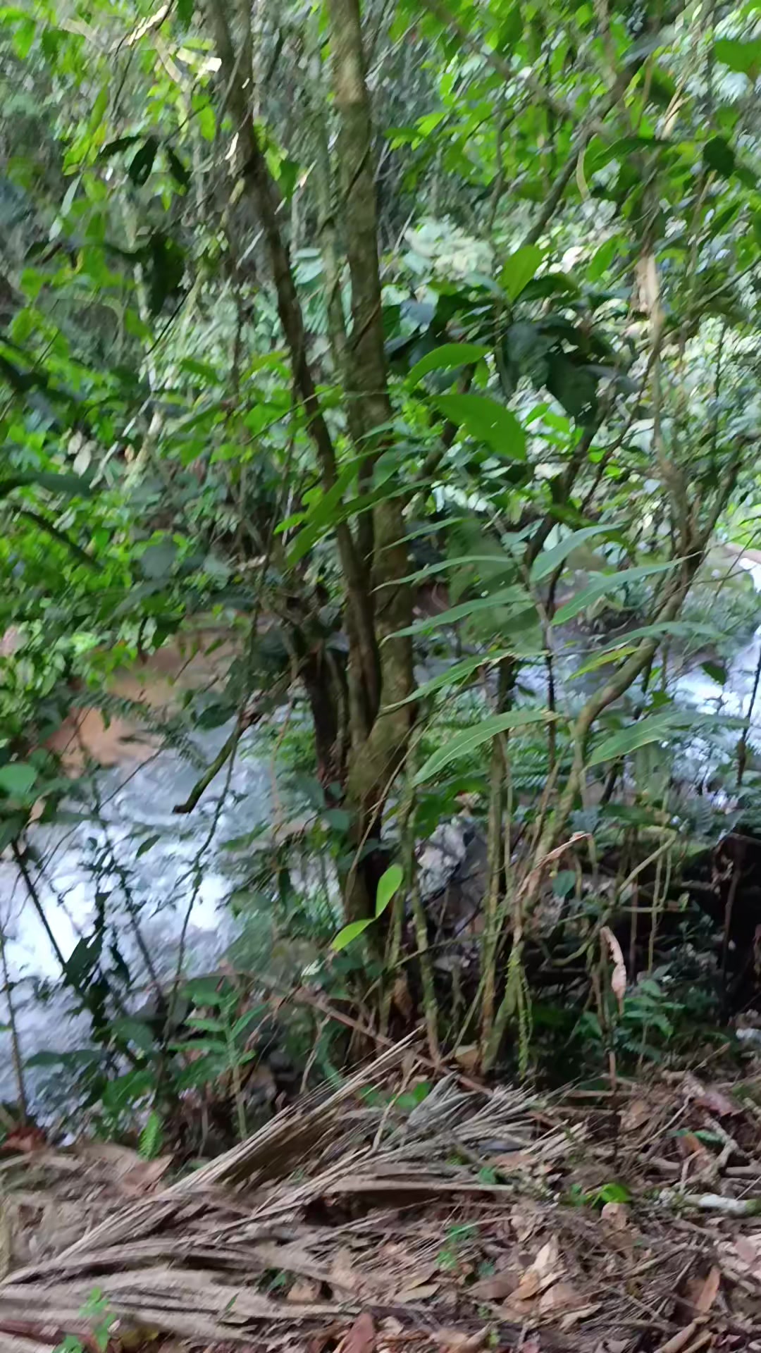 @ruñido