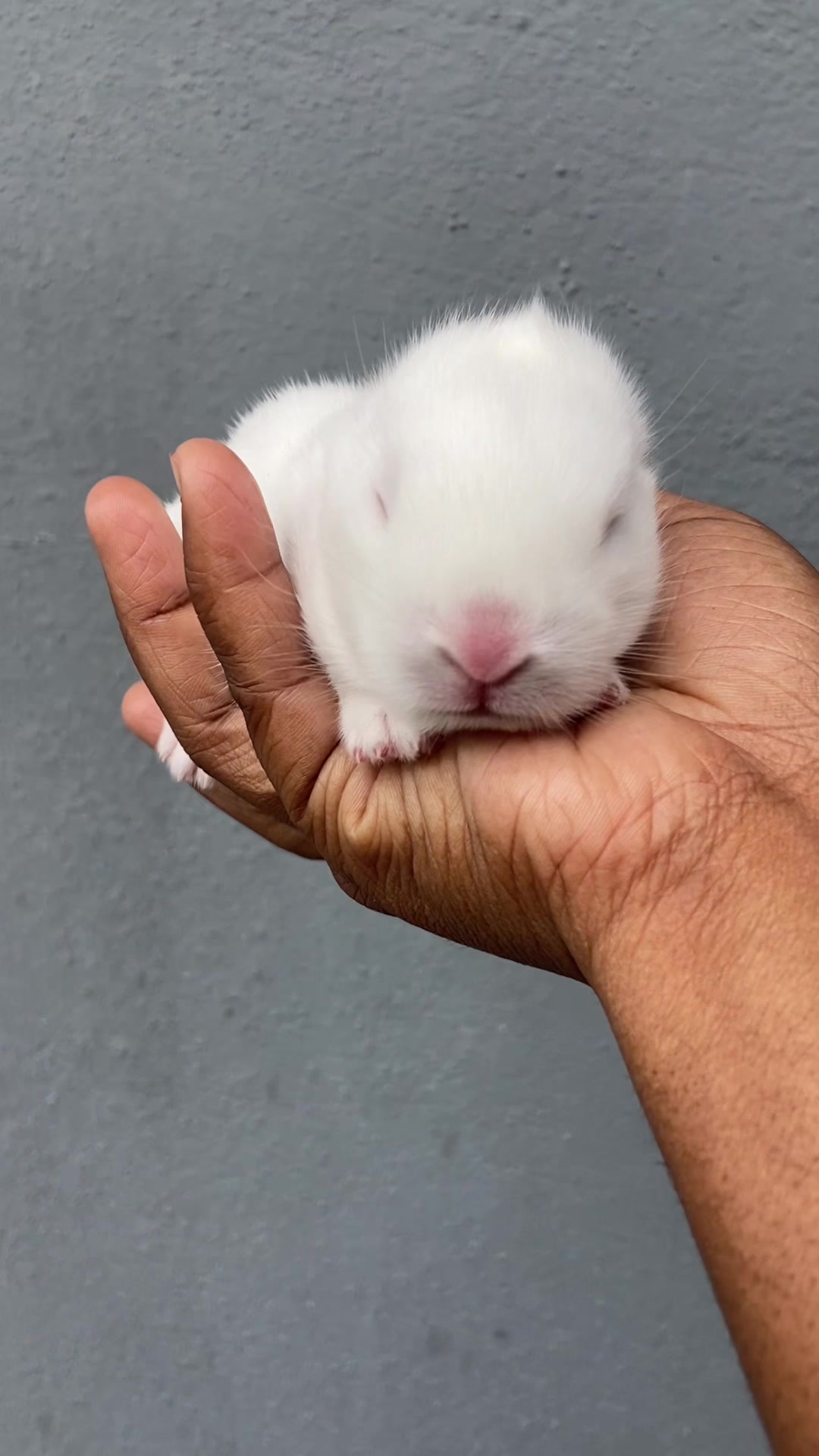 @HappyHoppersRabbitry
