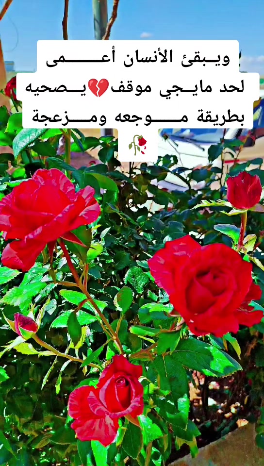 @عبير الورد🧡🍂