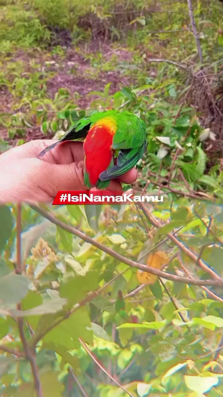 @king srindit👑🦜