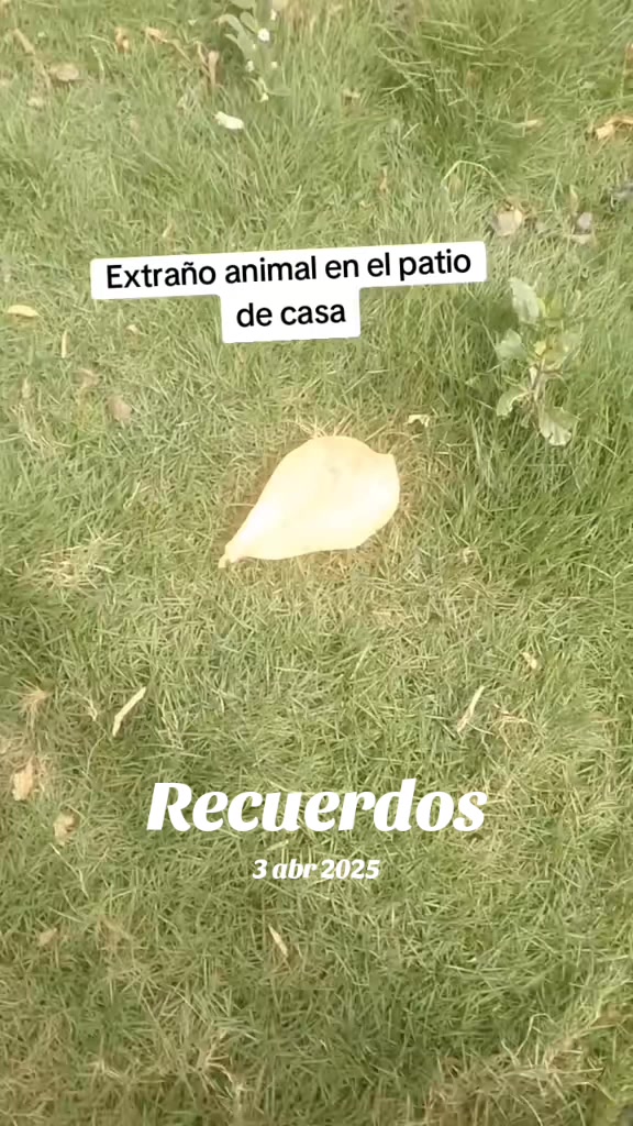 @Wilita
