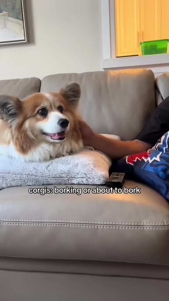 @hudsonthefluffycorgi