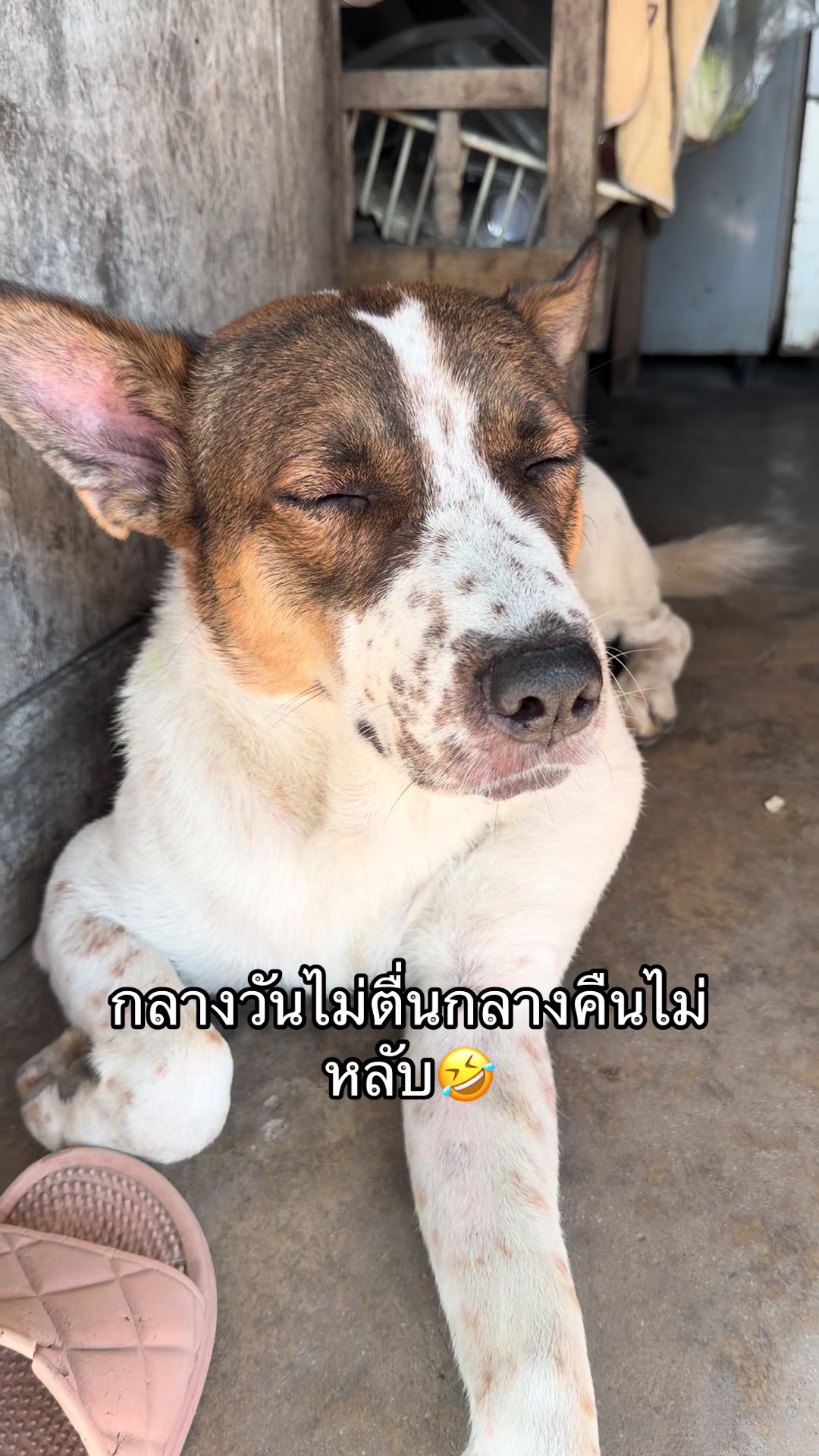 @DIYอุปกรณ์สัตว์เลี้ยง