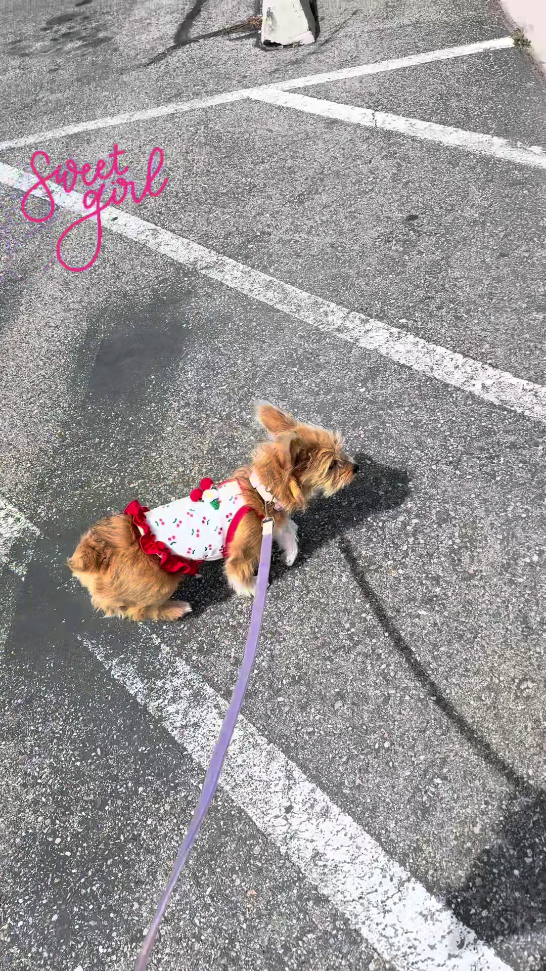 @Puppy Mynnie (Podlee + Cogi)