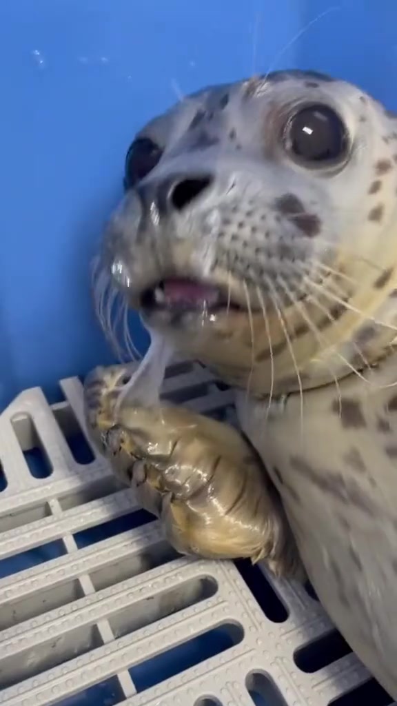 @Marine Mammal Rescue Society