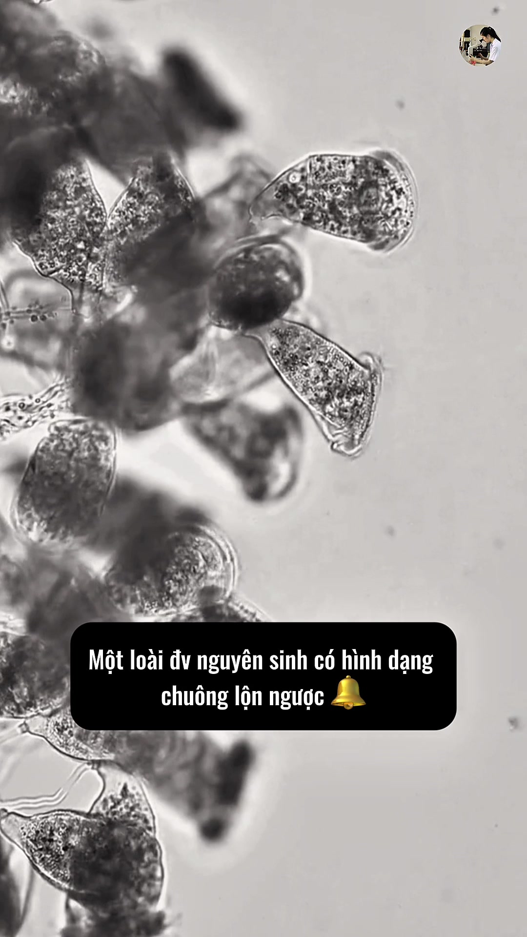 @Kính hiển vi 97