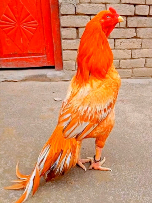 @A𝙞 𝙗𝙖𝙣𝙜𝙡𝙖