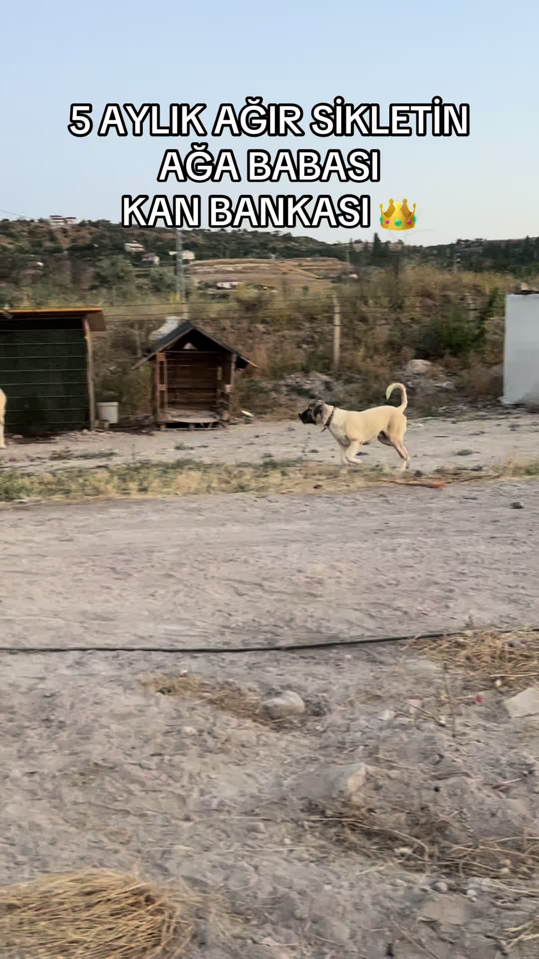 @Kadir alan