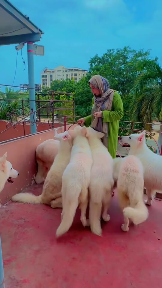 @Khadija zaidi swiss shepherds