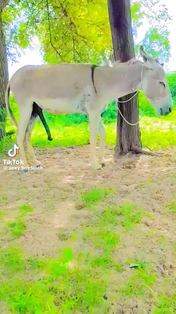 @love animal