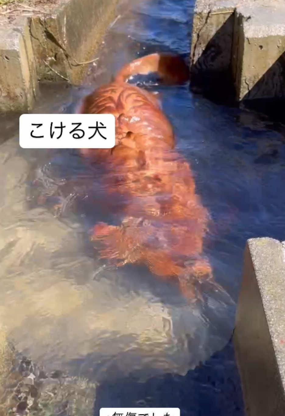 @しばいぬ