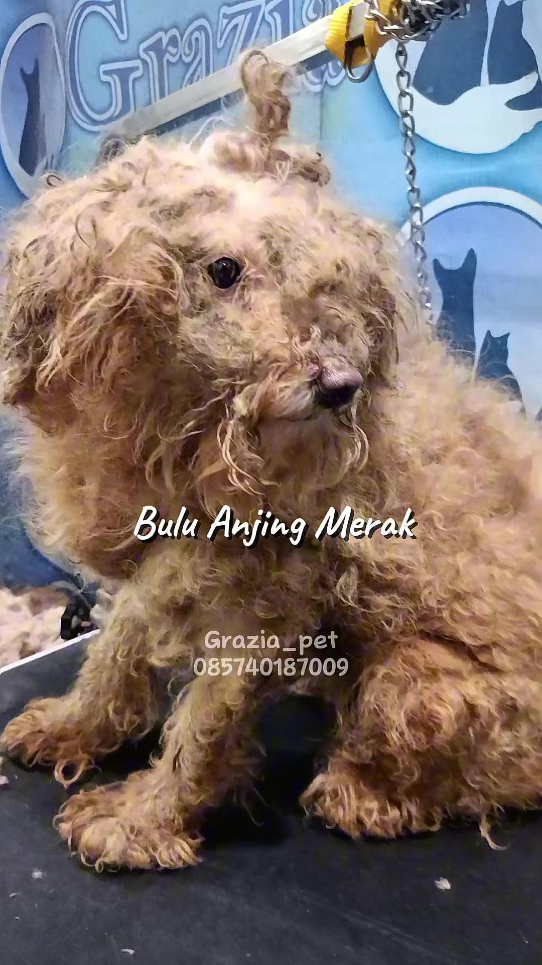 @Grazia Grooming Salatiga