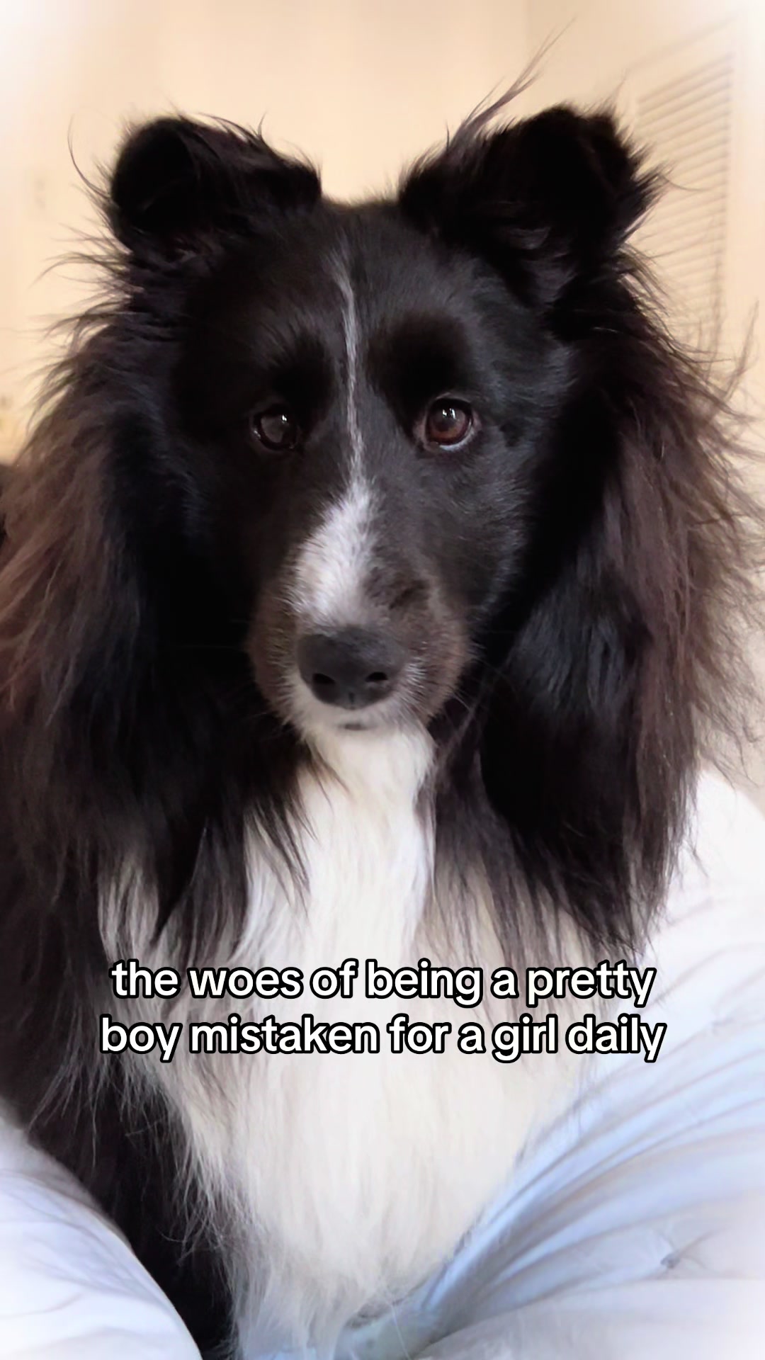 @beauthesheltie