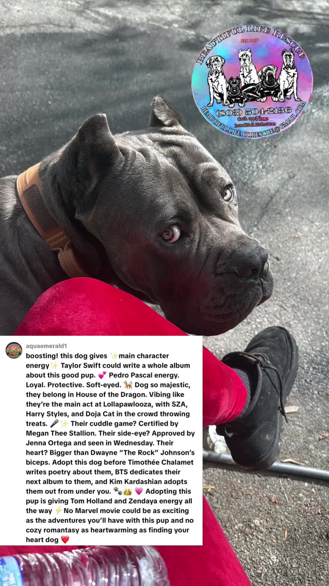 @Beautiful Life CC Rescue